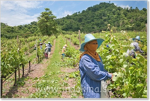 PB Valley Khao Yai Winery Thailand