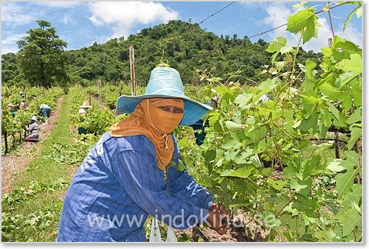 PB Valley Khao Yai Winery Thailand