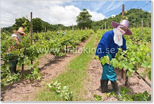 PB Valley Khao Yai Winery Thailand
